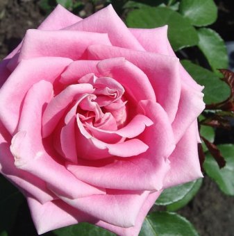 Роза бонбонено розово - на гол корен