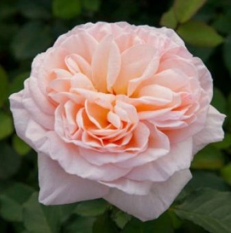 Роза едроцветна прасковено-розова божуреста - на гол корен...