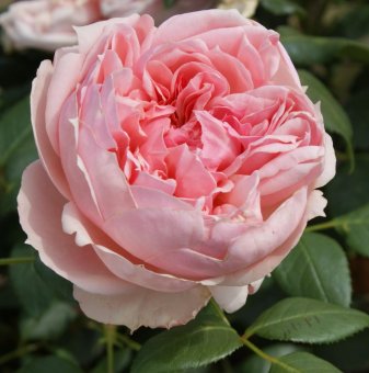 Роза с цвят Пепел от Рози с аромат на гюл - на гол корен..