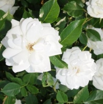 Роза бяла катерлива - на гол корен