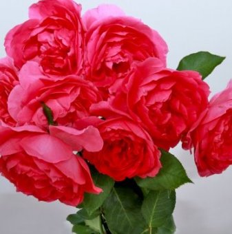 Роза розова катерлива - на гол корен