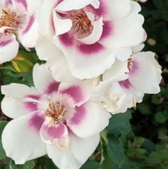 Бяло-лилава роза в контейнер