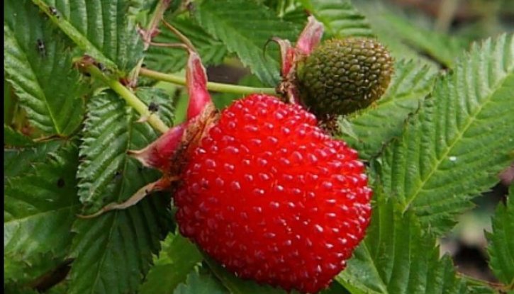 Снимка Ягодова малина /Rubus illecebrosus/