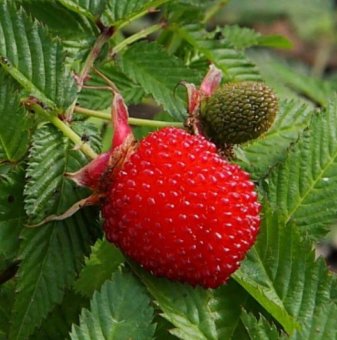Ягодова малина /Rubus illecebrosus/...