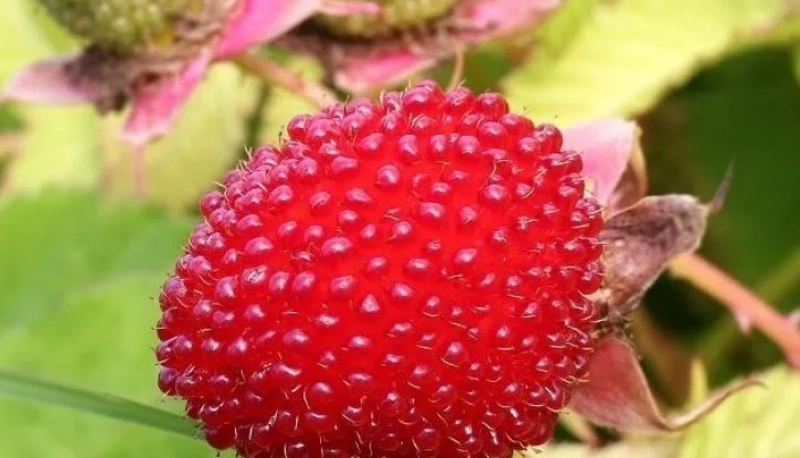 Снимка Ягодова малина /Rubus illecebrosus/