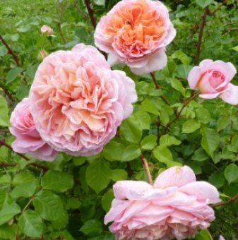 Роза божуреста, постоянноцъфтяща, кайсиево розово - на гол корен..