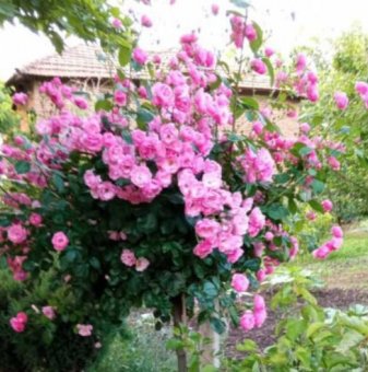 Роза розова щамбова с едър цвят - дърво