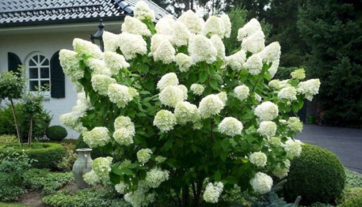 Снимка Хортензия Бяла Лейди /Hydrangea paniculata White Lady/