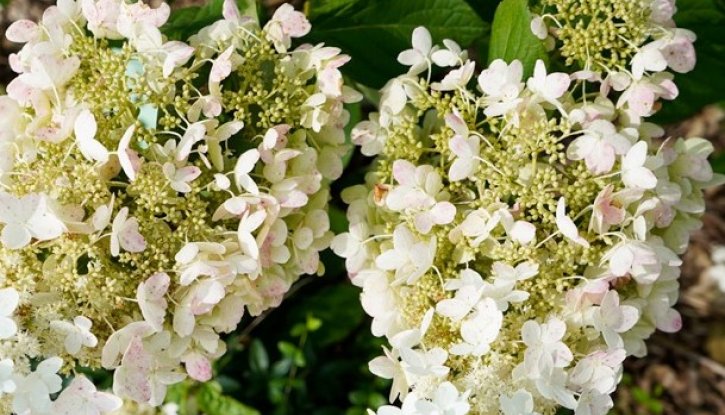 Снимка Хортензия Бяла Лейди /Hydrangea paniculata White Lady/