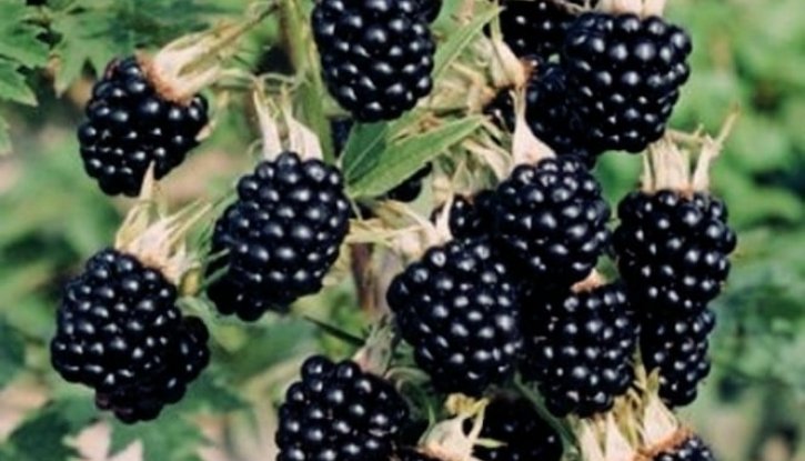 Снимка Къпина Черен сатен /Rubus fruticosus Black Satin/