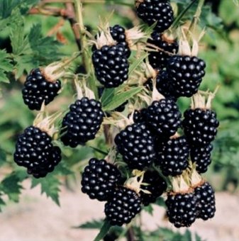 Къпина Черен сатен /Rubus fruticosus Black Satin/...