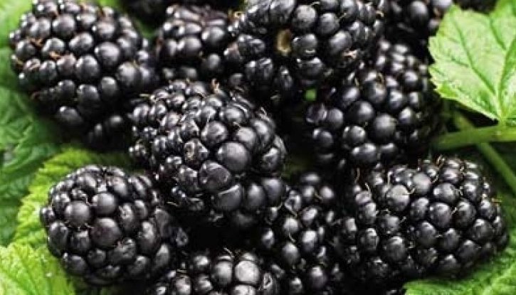 Снимка Къпина Черен сатен /Rubus fruticosus Black Satin/
