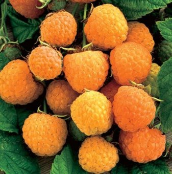 Малина Фоулголд /Rubus idaeus Fallgold/