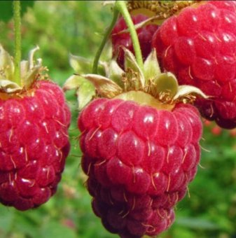 Малина Ветен /Rubus idaeus Veten/