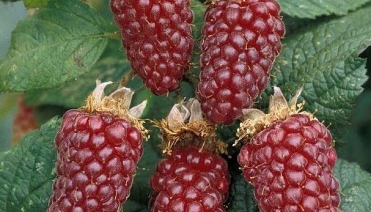 Снимка Тайбери Бъкингам /Rubus fruticosus x id Buckingham/
