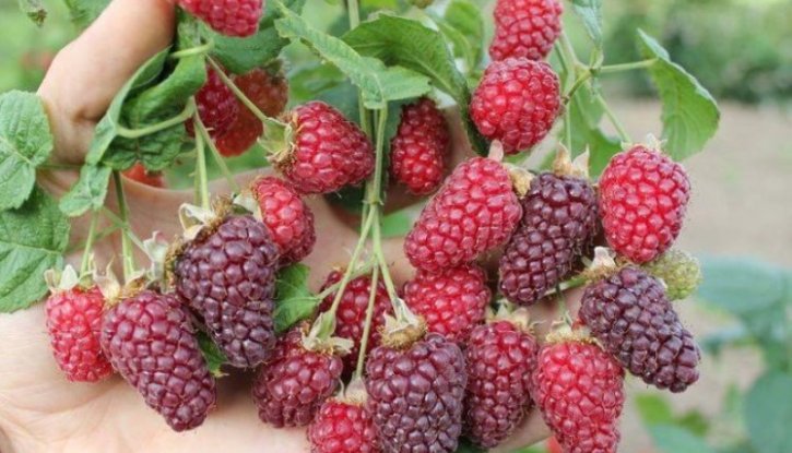 Снимка Логанбери /Rubus fruticosus x id loganberry/