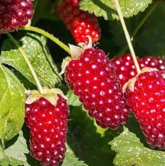 Логанбери /Rubus fruticosus x id loganberry/