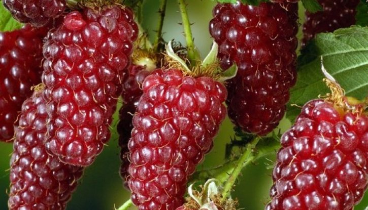 Снимка Тайбери /Rubus fruticosus x id tayberry/