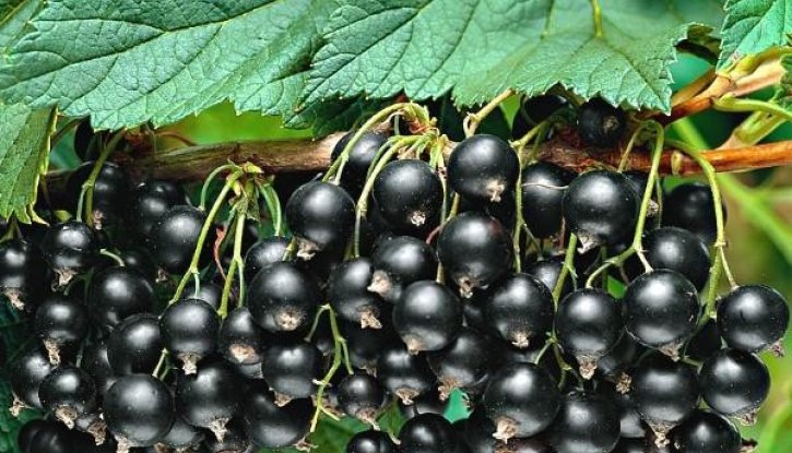 Снимка Черен касис Титаниа /Ribes nigrum Titania/