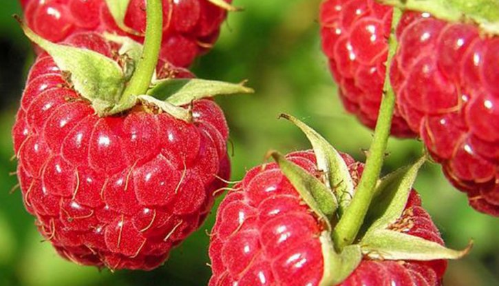 Снимка Малина Виламет /Rubus idaeus Willamette/