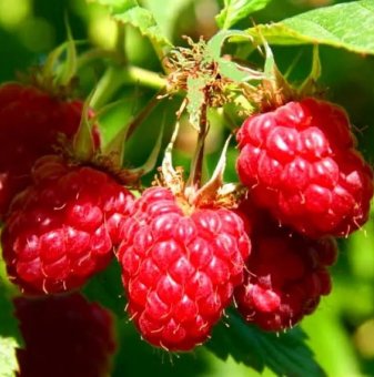 Малина Виламет /Rubus idaeus Willamette/