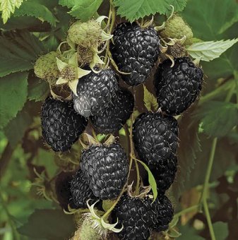Малина Черно бижу /Rubus idaeus Black Jewel/...