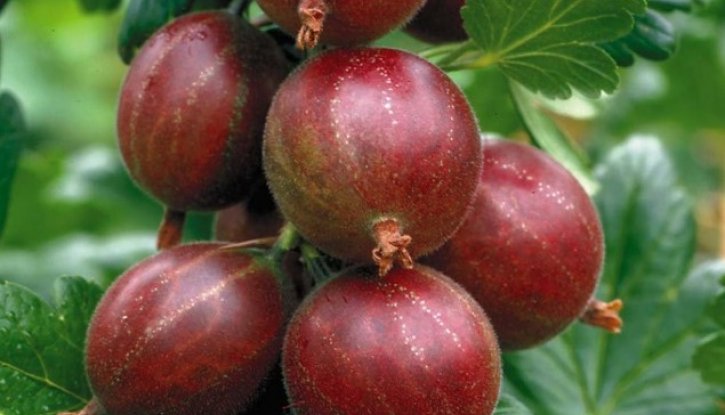 Снимка Цариградско грозде Хинонмаки Рот / Ribes uva-crispa Hinnonmaki Rot/