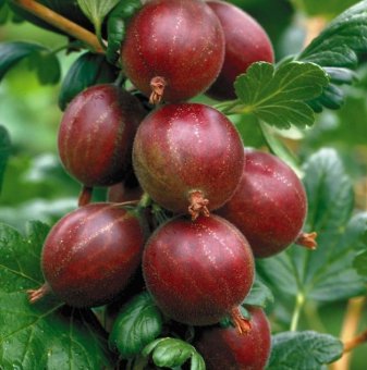 Цариградско грозде Хинонмаки Рот / Ribes uva-crispa Hinnonmaki Rot/..