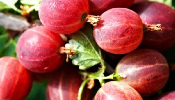 Снимка Цариградско грозде Каменар /Ribes uva-crispa Kamieniar/