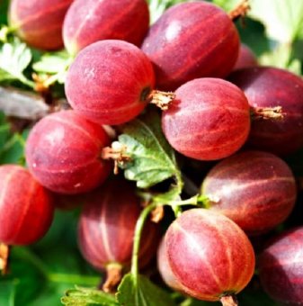 Цариградско грозде Каменар /Ribes uva-crispa Kamieniar/..