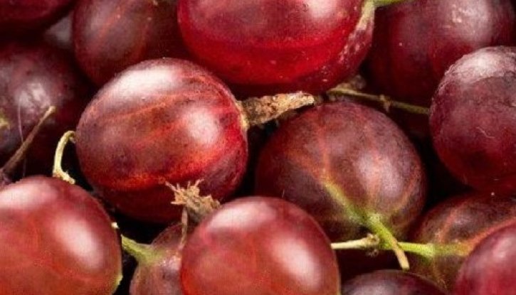 Снимка Цариградско грозде Каменар /Ribes uva-crispa Kamieniar/