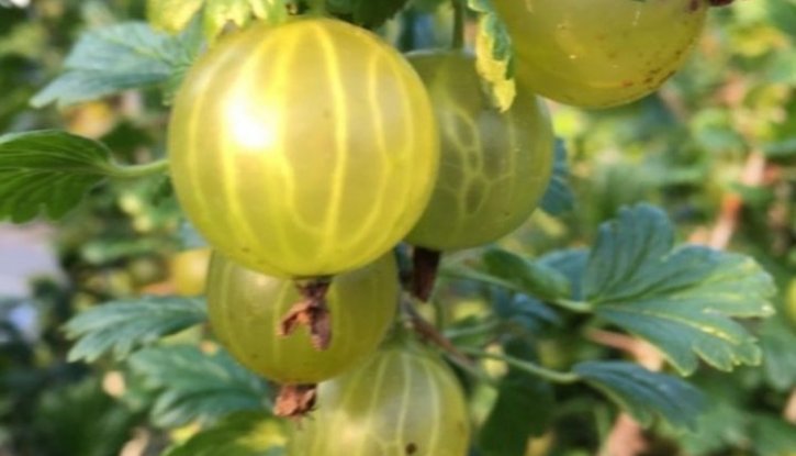 Снимка Цариградско грозде Мокурини /Ribes uva-crispa Mocurines/