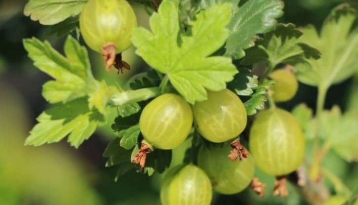 Снимка Цариградско грозде Мокурини /Ribes uva-crispa Mocurines/