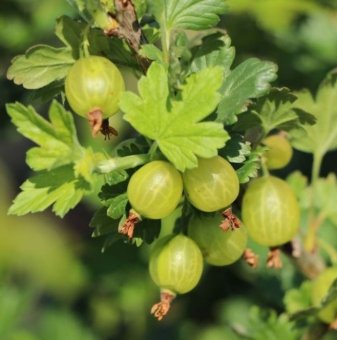 Цариградско грозде Мокурини /Ribes uva-crispa Mocurines/...