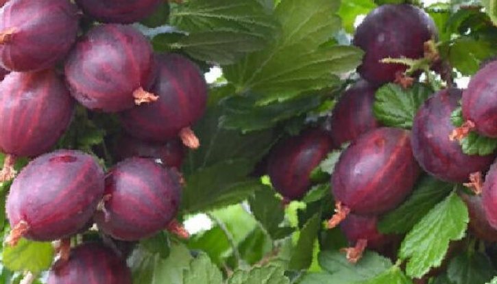 Снимка Цариградско грозде Неслуховски /Ribes uva-crispa Niesluchowski/