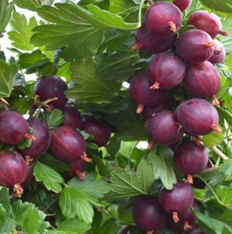 Цариградско грозде Неслуховски /Ribes uva-crispa Niesluchowski/...