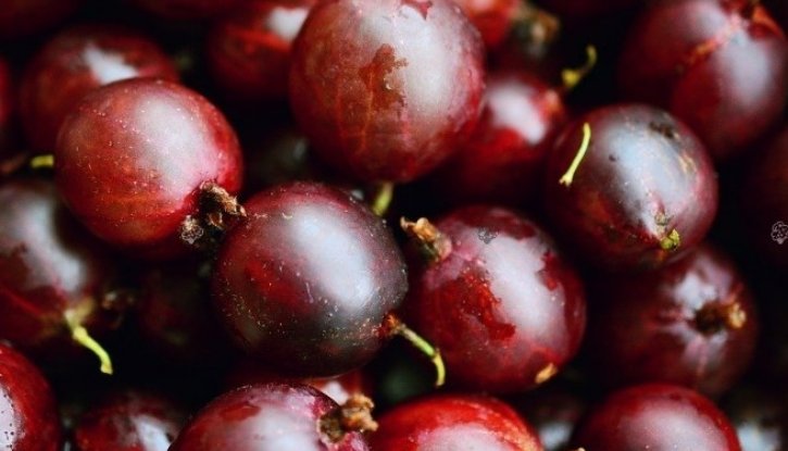 Снимка Цариградско грозде Неслуховски /Ribes uva-crispa Niesluchowski/