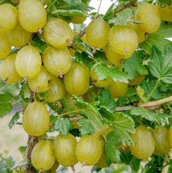 Цариградско грозде Пушкински /Ribes uva-crispa Puszkinskij/...