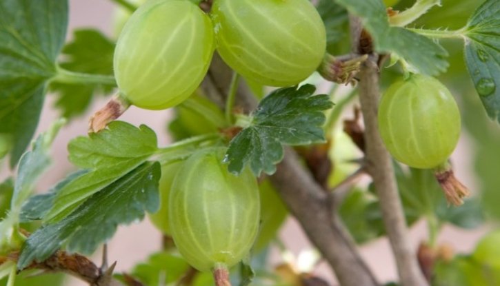 Снимка Цариградско грозде Пушкински /Ribes uva-crispa Puszkinskij/