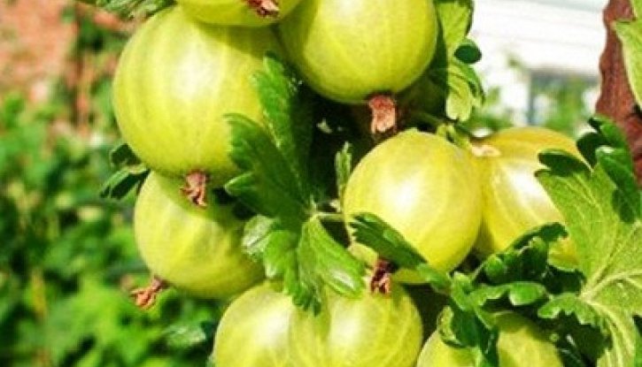 Снимка Цариградско грозде Родник /Ribes uva-crispa Rodnik/