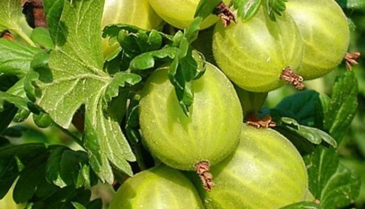 Снимка Цариградско грозде Родник /Ribes uva-crispa Rodnik/