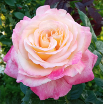Роза преливаща жълто и розово щамбова - дърво