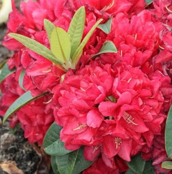 Рододендрон Екплозивност /Rhododendron Brisanz/