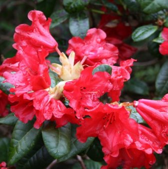 Рододендрон Скарлет Уондър /Rhododendron Scarlet Wonder/..