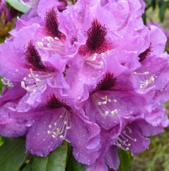 Рододендрон Распутин /Rhododendron Rasputin/...