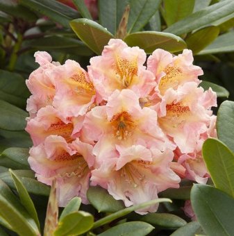 Рододендрон Флаутандо /Rhododendron Flautando/