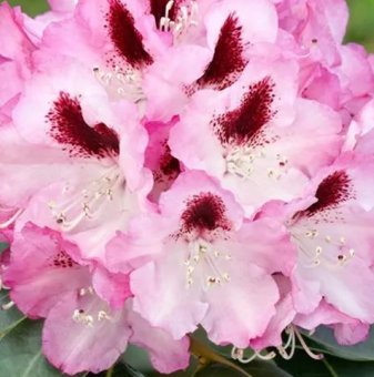 Рододендрон Данута /Rhododendron Danuta/