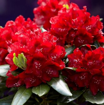 Рододендрон Черешова целувка /Rhododendron Cherry kiss/..
