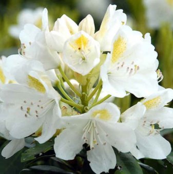 Рододендрон Катавба Албум /Rhododendron Catawbiense album/..