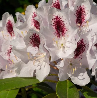 Рододендрон Калсап /Rhododendron Calsap/